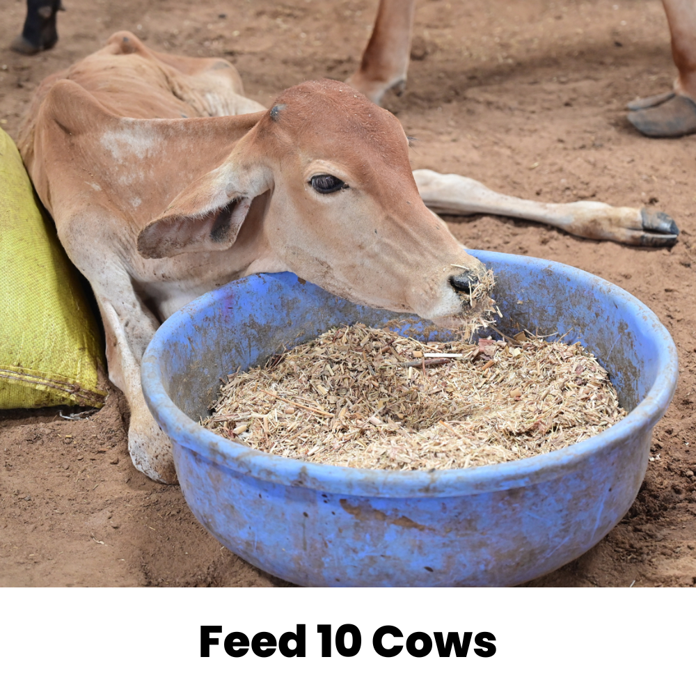 Feed 10 Cows