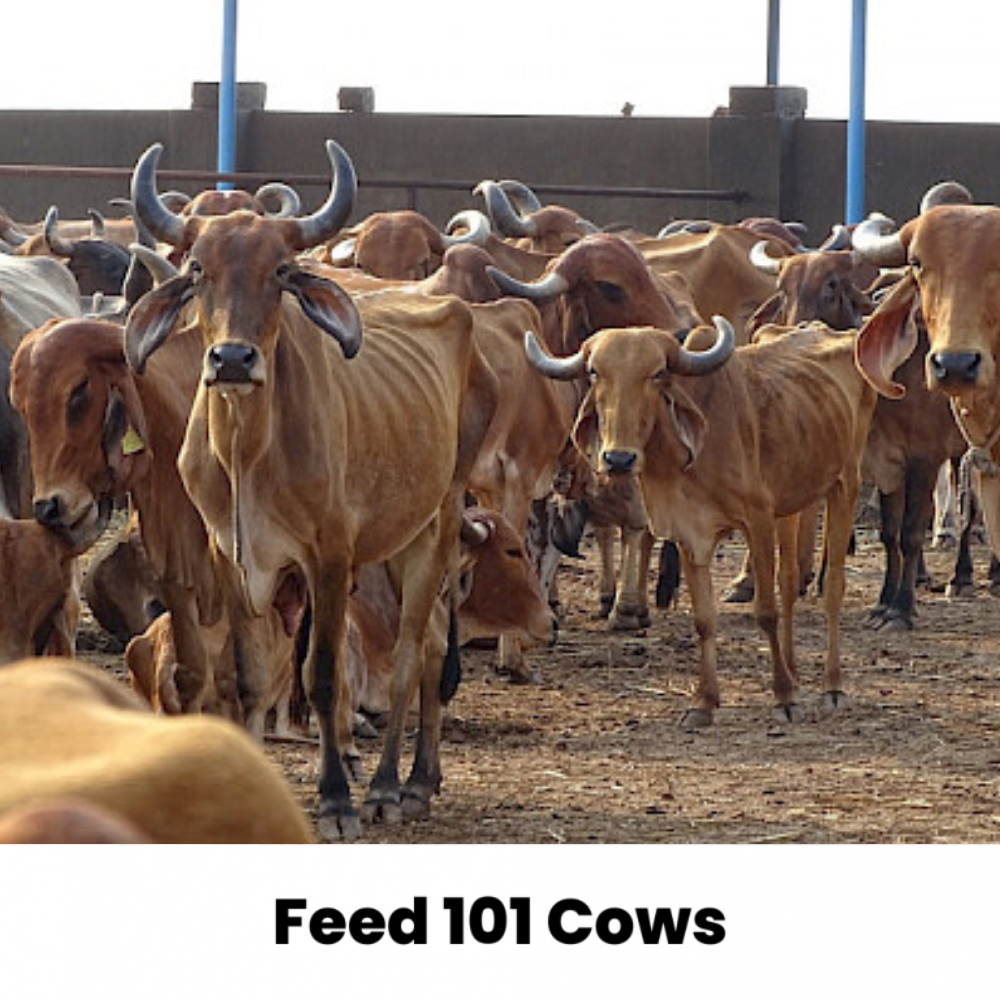 Feed 101 Cows