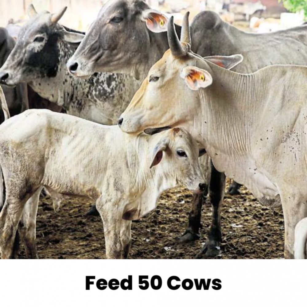 Feed 50 Cows