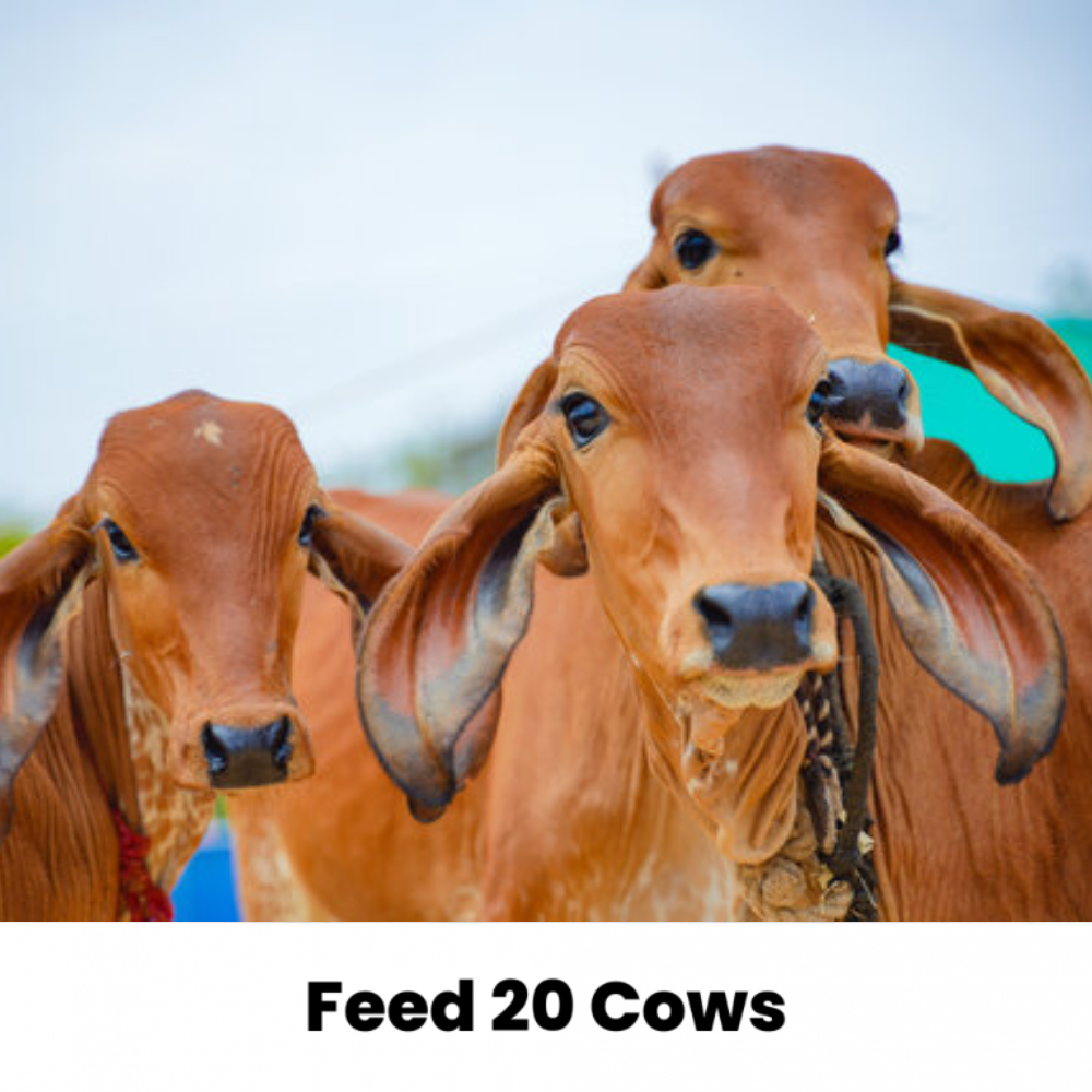 Feed 20 Cows